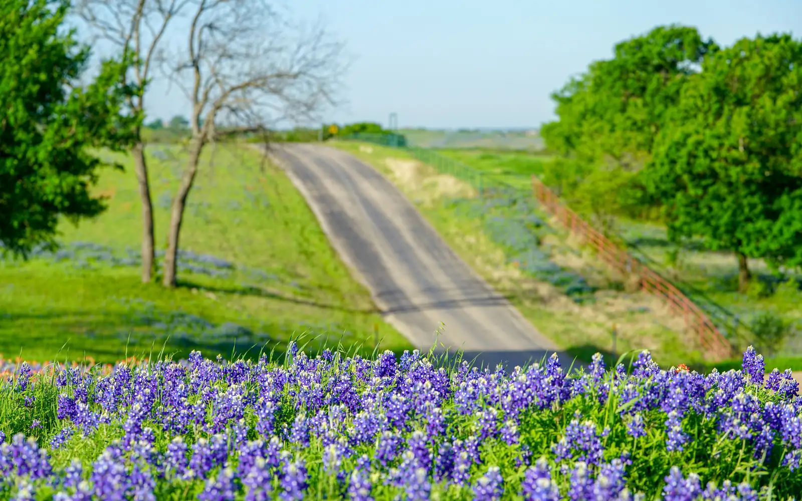 Hill Country, Texas | Cash for Cars in Texas Bluebonnet wildflowers along a country road in the Texas Hill Country