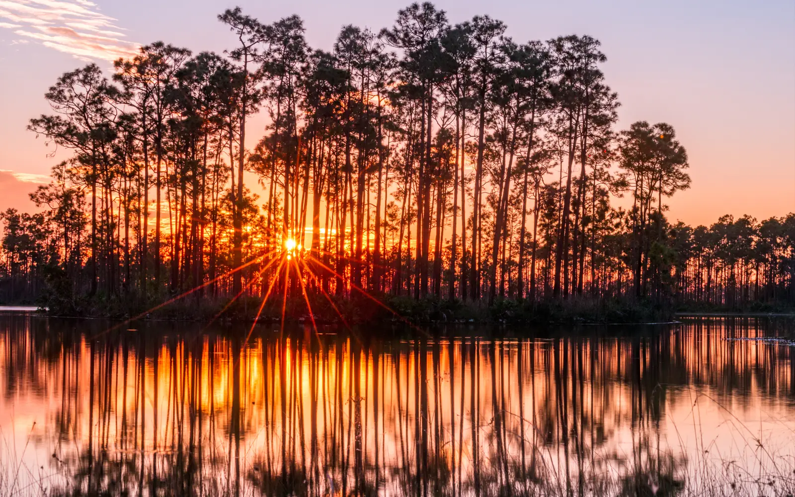 Sunset through pine trees reflected in water, Florida Everglades